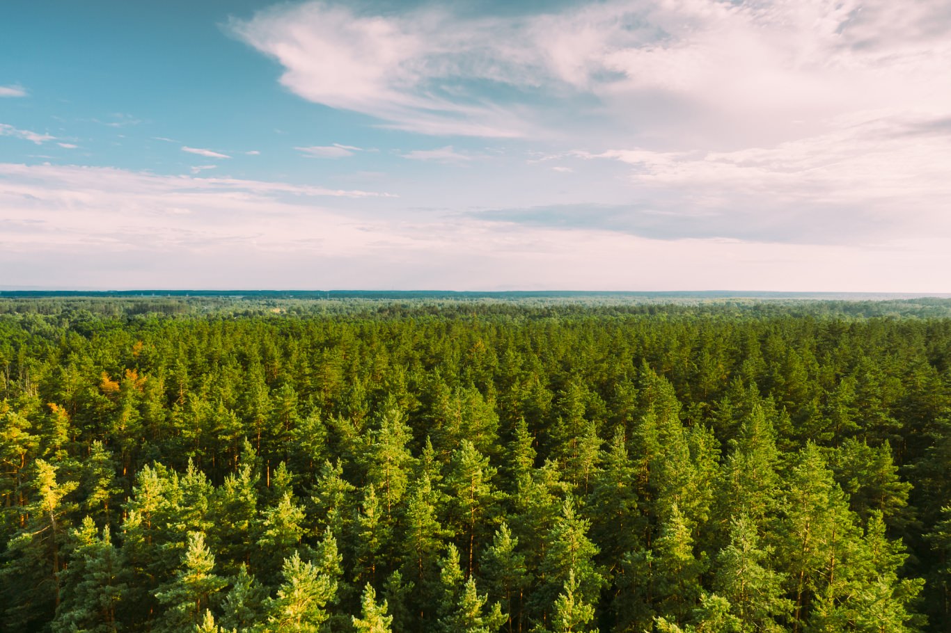 約４万ヘクタールの自社森林で資源を循環し環境保護へ